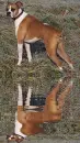 boxer