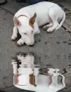 bullterrier
