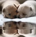 chihuahuas