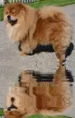 chowchow