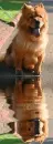 chowchow