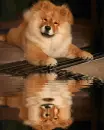 chowchow