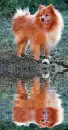 chowchow