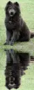 chowchow