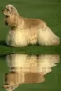cocker spaniel