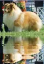 collie