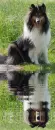 collie