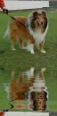 collie