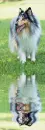 collie