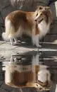 collie