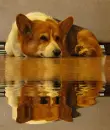 corgie