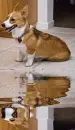 corgie