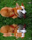 corgie