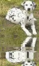 dalmata