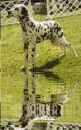 dalmata