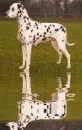 dalmata