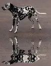 dalmata