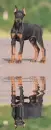 doberman