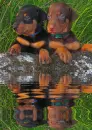 doberman