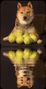dog with balls