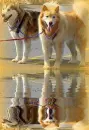 dogs