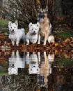 dogs