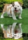 english bulldog