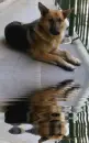 german shepherd