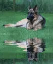 german shepherd