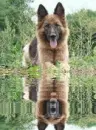 german shepherd