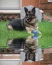 german shepherd