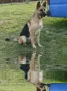 german shepherd