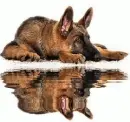 german shepherd