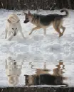 german shepherds