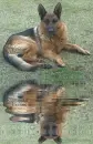 german shepherd