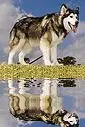 husky