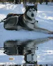 husky