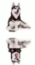 husky
