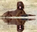 irish setter
