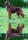 irish setter