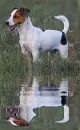jack russell terrier