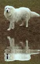 kuvasz