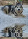 malamute
