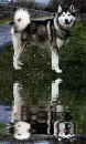 malamute