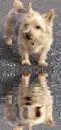 norwegian terrier