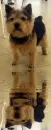 norwegian terrier