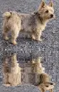 norwegian terrier