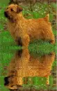 norwegian terrier