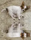 papillon