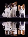 papillons